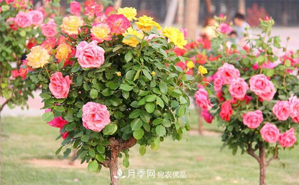 分享六點(diǎn)，湖北月季樹(shù)養(yǎng)護(hù)不再是難題(圖1)