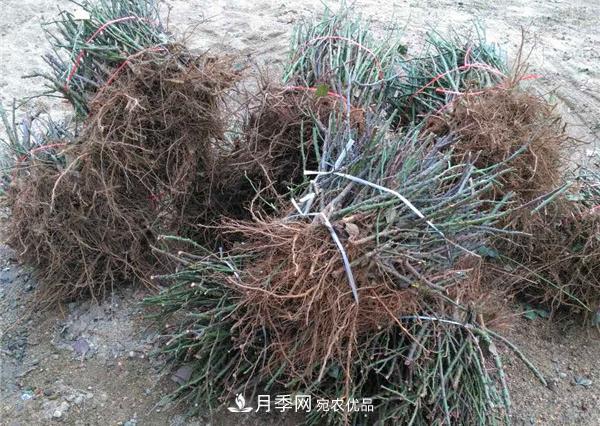 南陽月季裸根苗批發(fā)，品種齊全(圖2)
