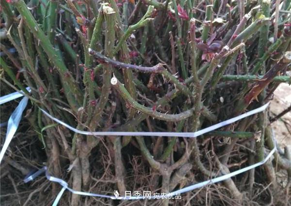 南陽月季裸根苗批發(fā)，品種齊全(圖3)