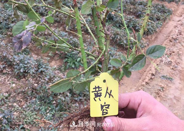 冬季***佳入苗期，提高月季裸根苗成活率6大絕招(圖1)