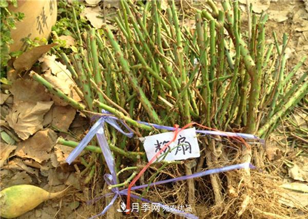 冬季***佳入苗期，提高月季裸根苗成活率6大絕招(圖2)