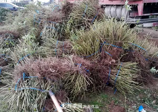 冬季***佳入苗期，提高月季裸根苗成活率6大絕招(圖4)