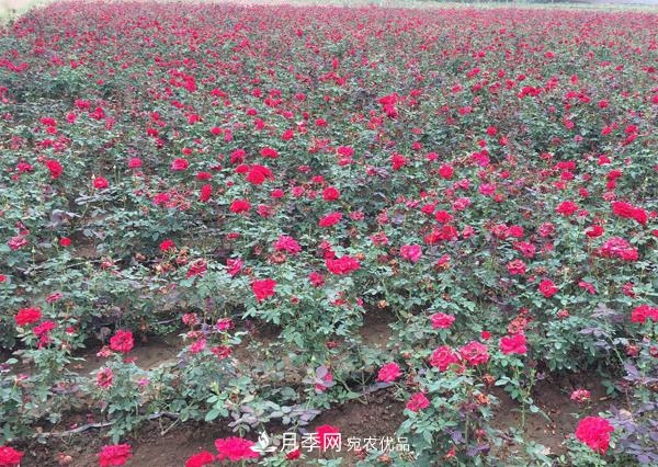 南陽這幾種月季開花不斷，抗病性也是不錯的喲！(圖1)