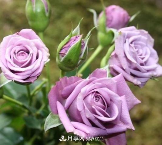月季花盆土板結(jié)怎么辦？一招輕松解決！(圖1)
