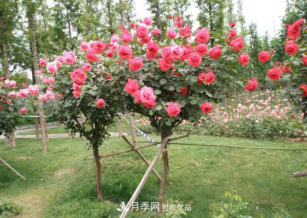 南陽(yáng)樹(shù)狀月季為陜西西安園林工程添加生機(jī)(圖1)