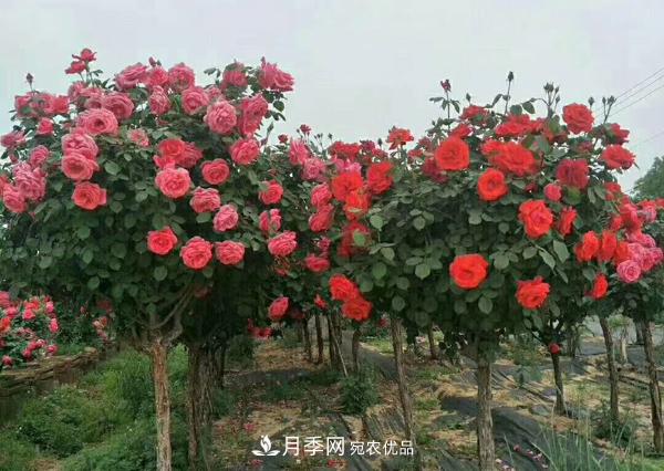 南陽(yáng)樹(shù)狀月季為陜西西安園林工程添加生機(jī)(圖2)