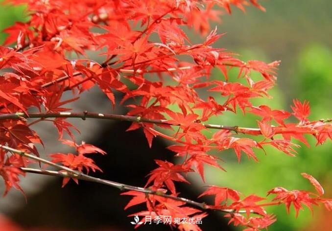 紅楓栽培要點(diǎn)，盆景園林皆宜(圖1)
