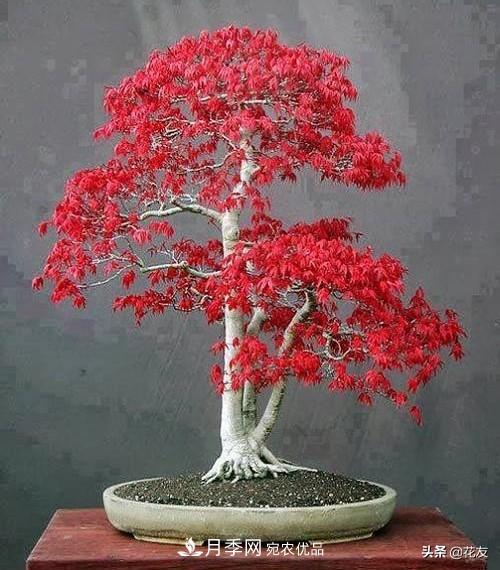 紅楓栽培要點(diǎn)，盆景園林皆宜(圖2)