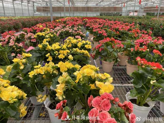 甘肅山里的鮮花基地，讓農(nóng)民顧家掙錢兩不誤(圖3)