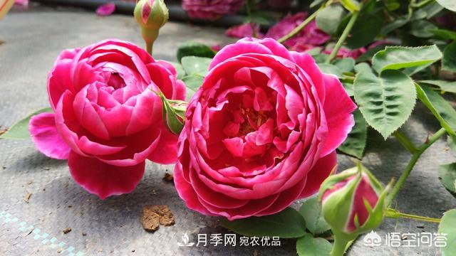 月季白粉病，用稀釋的白酒噴灑可以治愈嗎？(圖1)