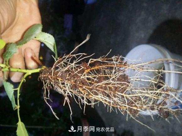 月季返老還童正當(dāng)時(shí)，養(yǎng)護(hù)行動(dòng)起來，爆花指日可待(圖3)