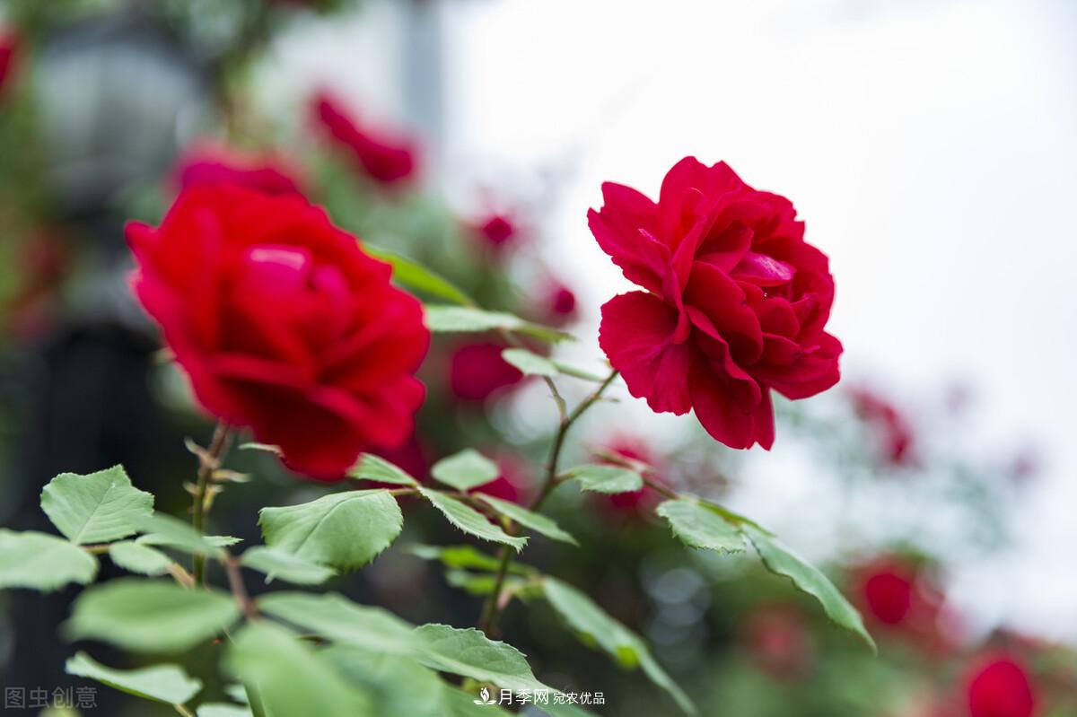 月季返老還童正當(dāng)時(shí)，養(yǎng)護(hù)行動(dòng)起來，爆花指日可待(圖1)