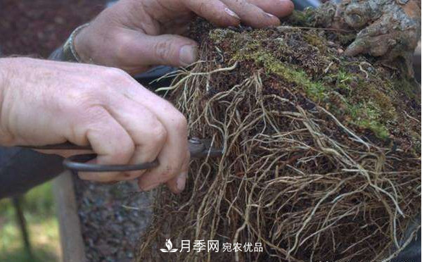 月季返老還童正當(dāng)時(shí)，養(yǎng)護(hù)行動(dòng)起來，爆花指日可待(圖5)
