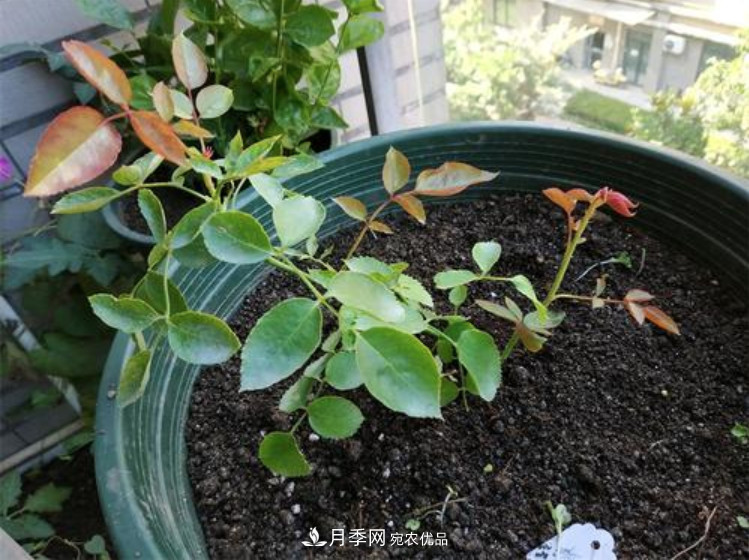 月季返老還童正當(dāng)時(shí)，養(yǎng)護(hù)行動(dòng)起來，爆花指日可待(圖7)