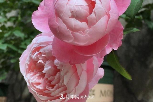 推薦這6款月季，顏值都巨高，喜歡月季的千萬不要錯過(圖4)
