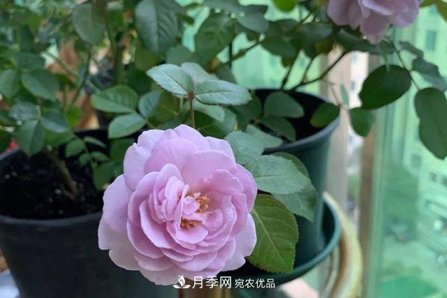 推薦這6款月季，顏值都巨高，喜歡月季的千萬不要錯過(圖1)