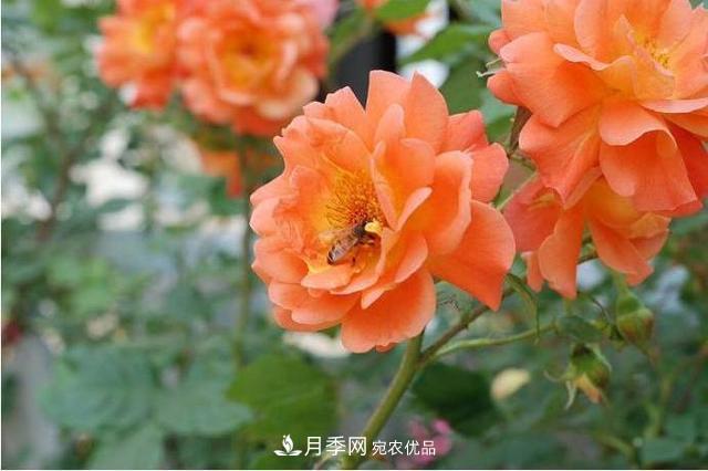 推薦這6款月季，顏值都巨高，喜歡月季的千萬不要錯過(圖2)