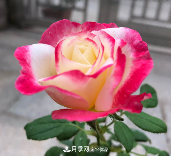 10款濃香月季，開(kāi)花比香水還好聞，從春一直開(kāi)到秋！(圖1)