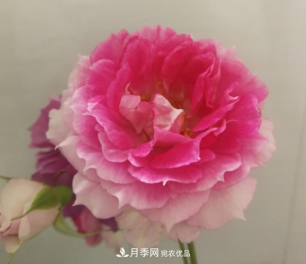 10款濃香月季，開(kāi)花比香水還好聞，從春一直開(kāi)到秋！(圖2)