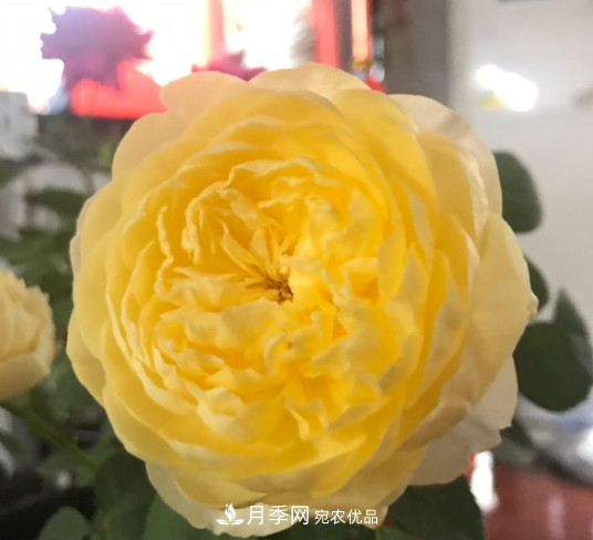 10款濃香月季，開(kāi)花比香水還好聞，從春一直開(kāi)到秋！(圖3)