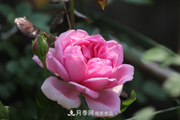 10款濃香月季，開(kāi)花比香水還好聞，從春一直開(kāi)到秋！(圖4)