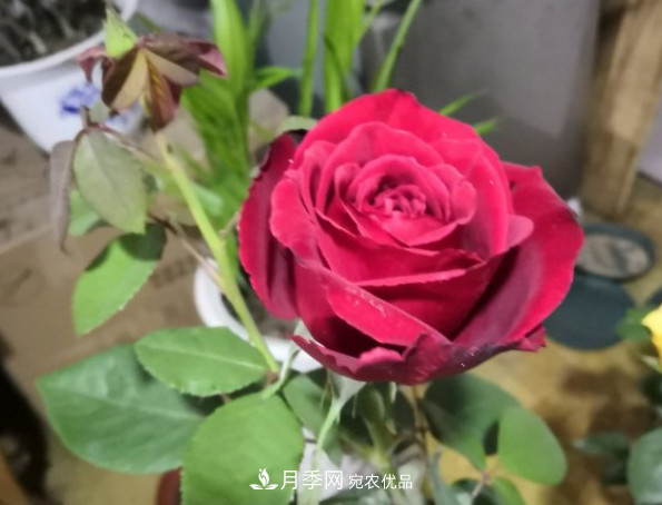 10款濃香月季，開(kāi)花比香水還好聞，從春一直開(kāi)到秋！(圖6)