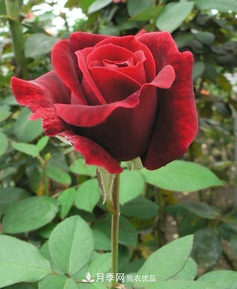 10款濃香月季，開(kāi)花比香水還好聞，從春一直開(kāi)到秋！(圖5)
