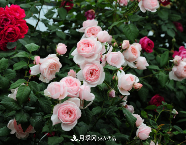 10款濃香月季，開(kāi)花比香水還好聞，從春一直開(kāi)到秋！(圖7)