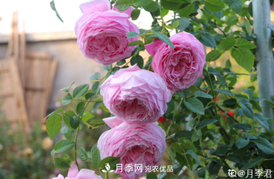 10款濃香月季，開(kāi)花比香水還好聞，從春一直開(kāi)到秋！(圖8)