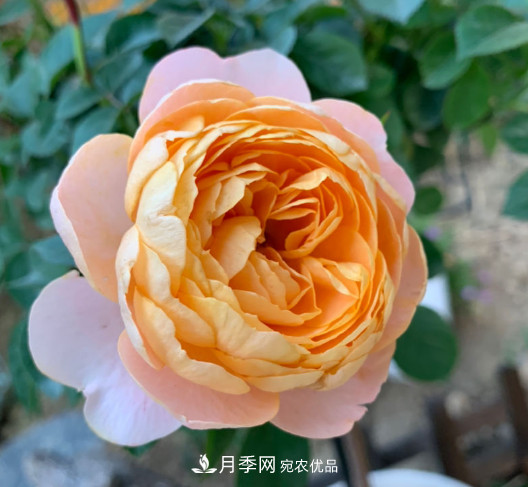 10款濃香月季，開(kāi)花比香水還好聞，從春一直開(kāi)到秋！(圖10)