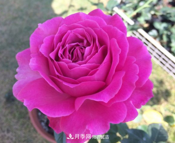 10款濃香月季，開(kāi)花比香水還好聞，從春一直開(kāi)到秋！(圖9)