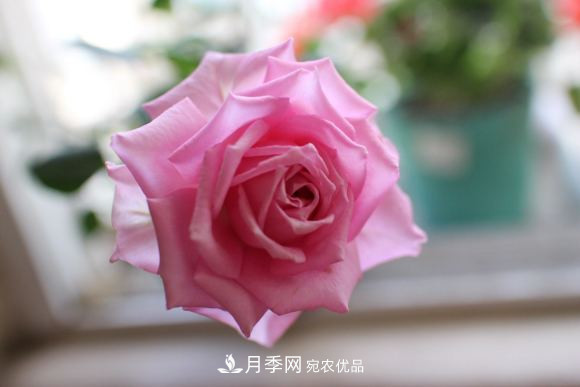 10款濃香月季，開(kāi)花比香水還好聞，從春一直開(kāi)到秋！(圖11)