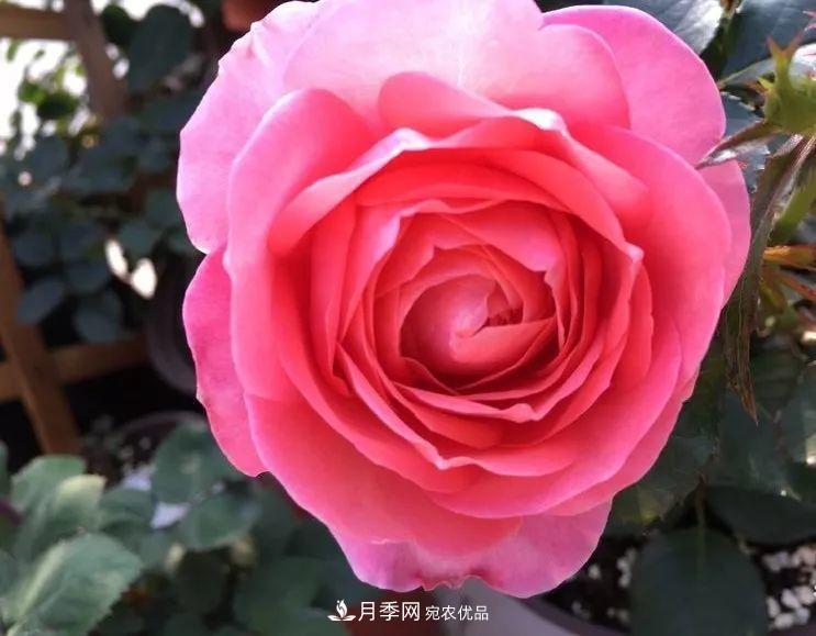 陽臺小怎么辦？推薦8種微型荷蘭陽臺月季，好看又好養(yǎng)！(圖1)