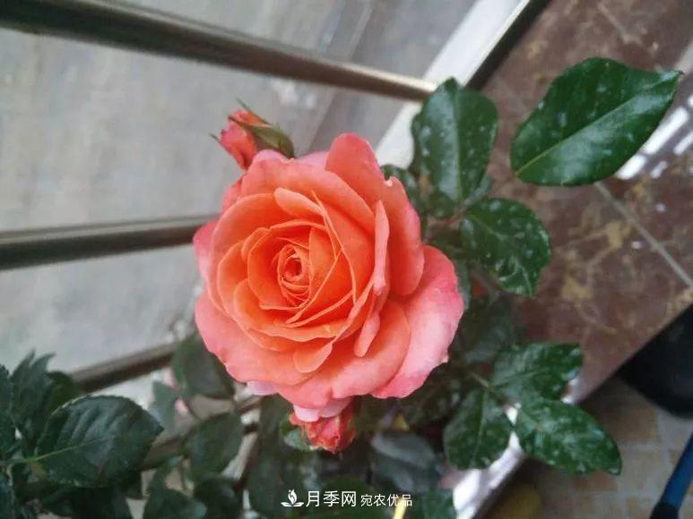 陽臺小怎么辦？推薦8種微型荷蘭陽臺月季，好看又好養(yǎng)！(圖5)