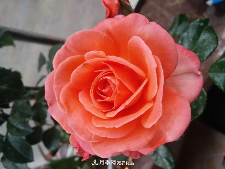 陽臺小怎么辦？推薦8種微型荷蘭陽臺月季，好看又好養(yǎng)！(圖4)
