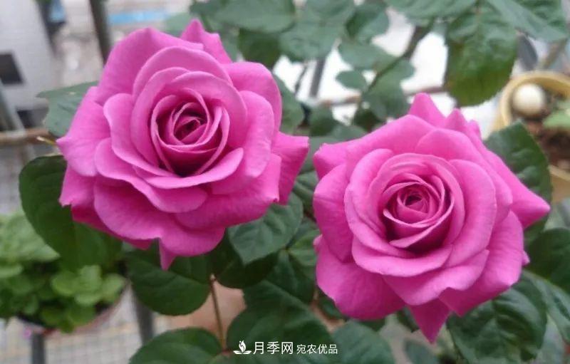 陽臺小怎么辦？推薦8種微型荷蘭陽臺月季，好看又好養(yǎng)！(圖10)