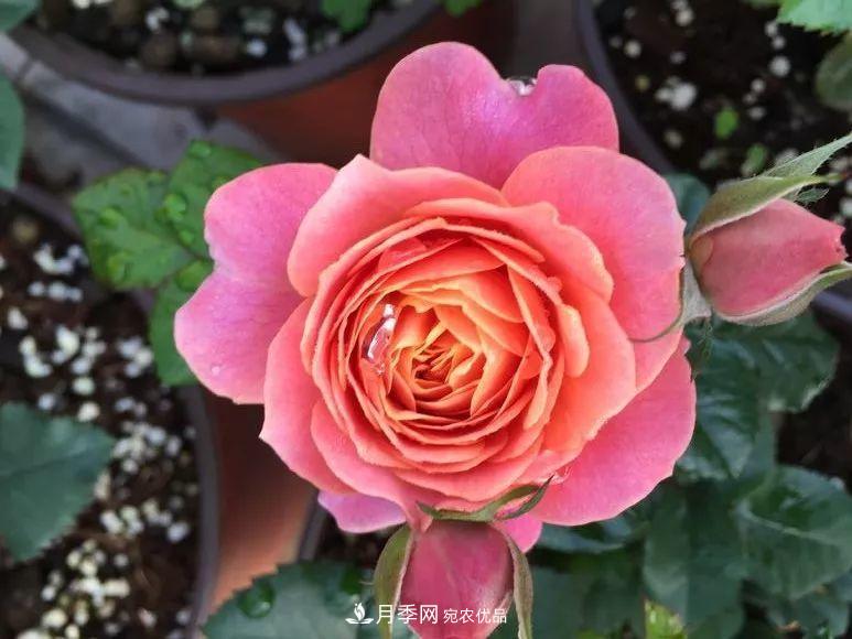 陽臺小怎么辦？推薦8種微型荷蘭陽臺月季，好看又好養(yǎng)！(圖9)