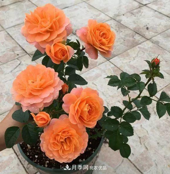 陽臺小怎么辦？推薦8種微型荷蘭陽臺月季，好看又好養(yǎng)！(圖7)