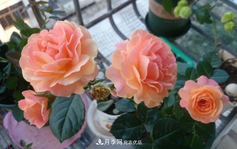 陽臺小怎么辦？推薦8種微型荷蘭陽臺月季，好看又好養(yǎng)！(圖8)