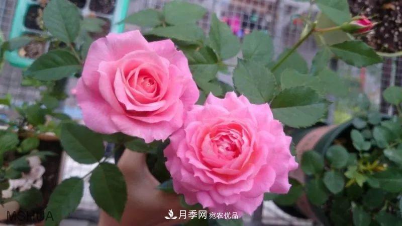 陽臺小怎么辦？推薦8種微型荷蘭陽臺月季，好看又好養(yǎng)！(圖14)