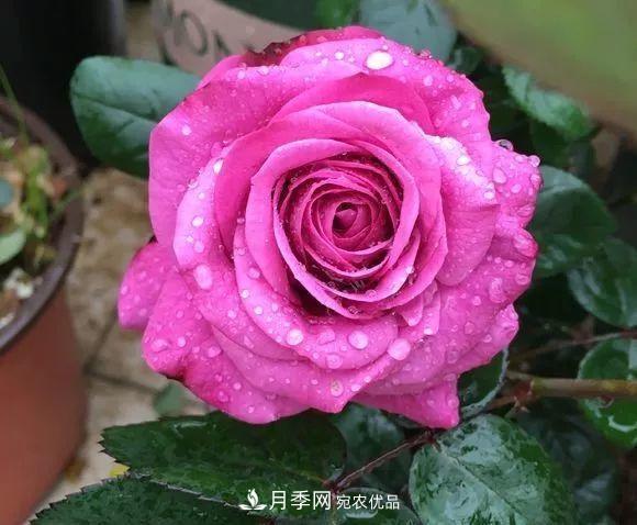 陽臺小怎么辦？推薦8種微型荷蘭陽臺月季，好看又好養(yǎng)！(圖11)
