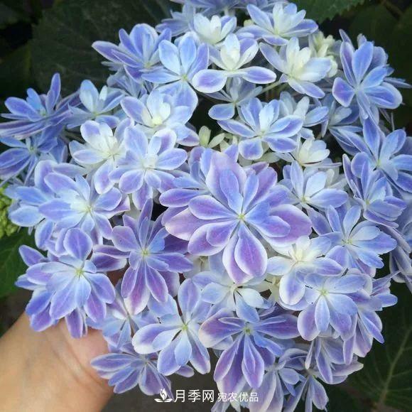 陽臺小怎么辦？推薦8種微型荷蘭陽臺月季，好看又好養(yǎng)！(圖19)