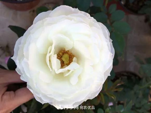 陽臺小怎么辦？推薦8種微型荷蘭陽臺月季，好看又好養(yǎng)！(圖17)