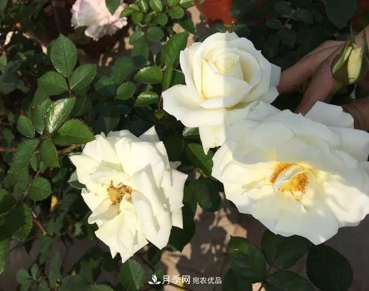 陽臺小怎么辦？推薦8種微型荷蘭陽臺月季，好看又好養(yǎng)！(圖16)