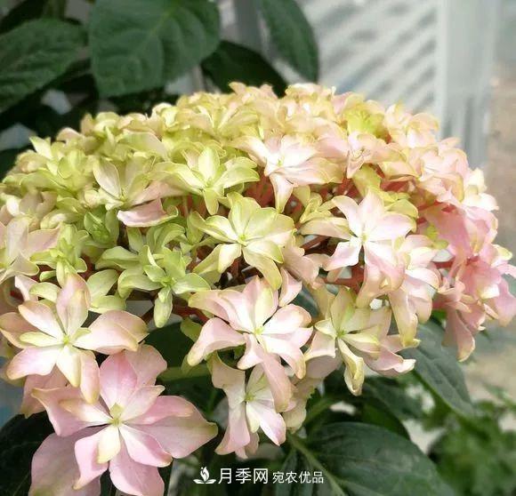 陽臺小怎么辦？推薦8種微型荷蘭陽臺月季，好看又好養(yǎng)！(圖21)