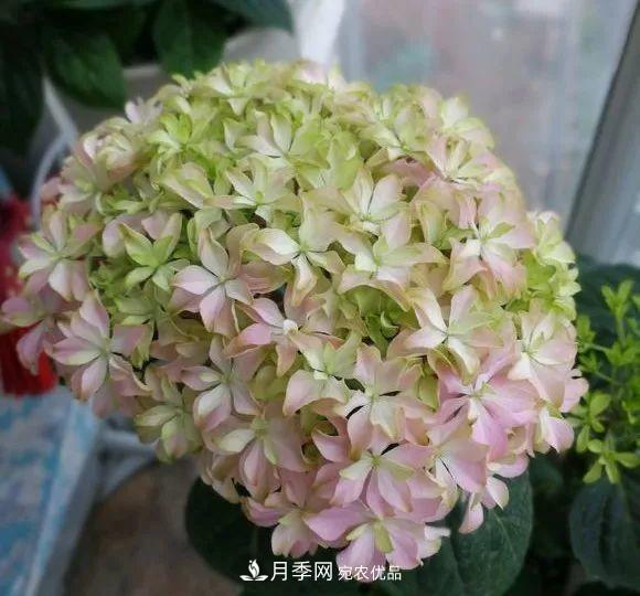 陽臺小怎么辦？推薦8種微型荷蘭陽臺月季，好看又好養(yǎng)！(圖22)