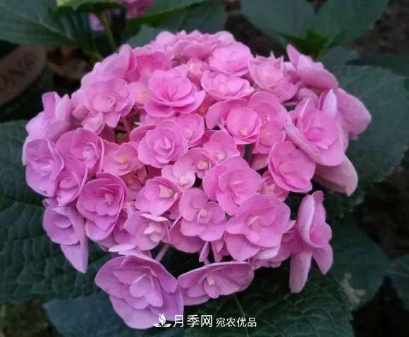 陽臺小怎么辦？推薦8種微型荷蘭陽臺月季，好看又好養(yǎng)！(圖23)