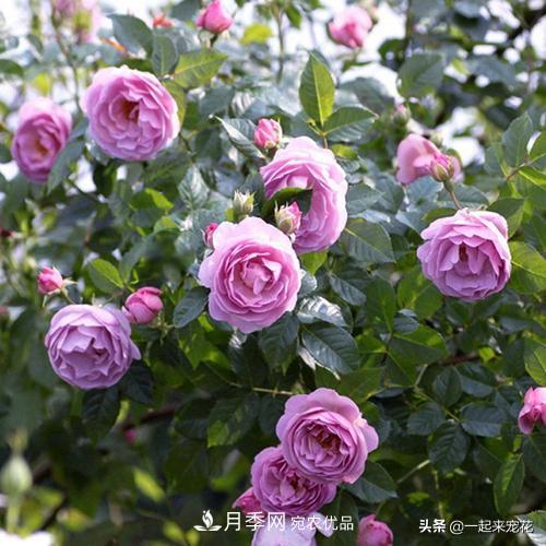 推薦10款藍(lán)紫系月季，總有一款是你喜歡的(圖5)