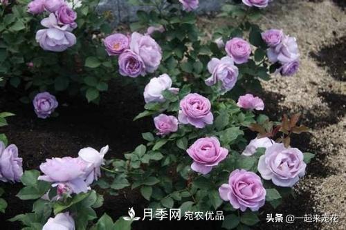 推薦10款藍(lán)紫系月季，總有一款是你喜歡的(圖3)