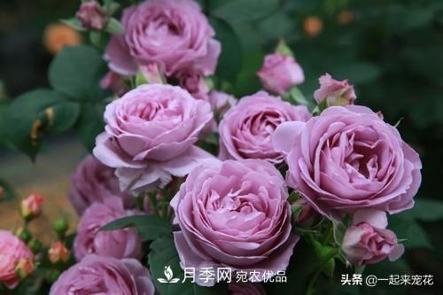推薦10款藍(lán)紫系月季，總有一款是你喜歡的(圖7)